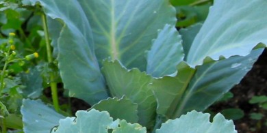 Lente: broccoli
