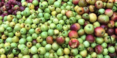 Appel-kweeperentaart